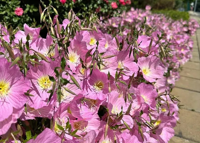 Mint Casa Rossa Apartamento Sunny Beach